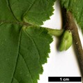 SpeciesSub: var. pontica